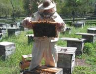 ﻿ Записки сибирского пчеловода: Что такое сушь Что такое пчелиная сушь