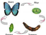 Секреты разведения бабочек в домашних условиях Как выростить яйца ночной бабочки