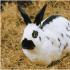 Как развивают кролиководство в домашних условиях?
